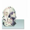 Skull with Colored Sections Dissectible into Ten Parts