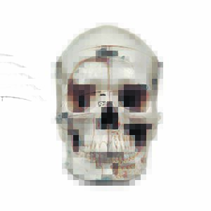 Ten-Part Dissectible Skull Model