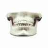Articulated Maxilla and Mandible with anatomical Color Teeth