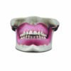 Articulated Maxilla and Mandible – Pink Rubber Gingivae