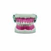 Mouth std. on occlusor with pink rubber gingiva