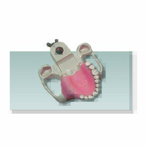 Maxillary Bone with Gingiva