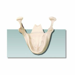 Mandibular Bone for Implantology Training