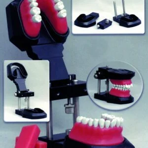 Typodont for Orthodontic Training