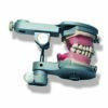 Mouth for tooth avulsion exercises on the manikin