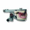 Anesthesia Training Mouth Model