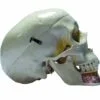Dissectible Skull Model with Highlighted Mandibular Anatomy