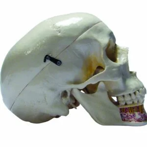 Dissectible Skull Model with Highlighted Mandibular Anatomy
