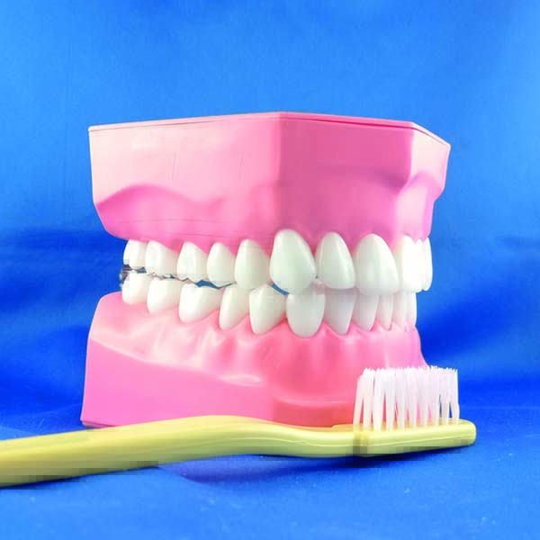 Modellone ingrandito insegnamento igiene dentale completo occlusore spazzolino proporzionato